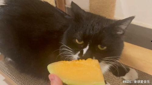 怎样喂猫猫吃哈密瓜视频,猫咪健康饮食新选择