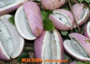 正确吃八月瓜的视频讲解,视频详解，轻松学会健康美味新吃法