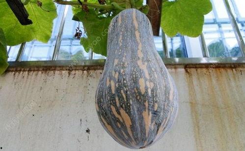 天天吃瓜好处是什么呢视频,健康生活新选择