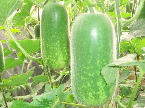 十大经典吃瓜视频,揭秘网络红人幕后故事