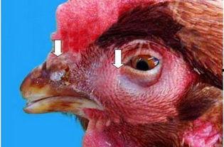 吃鸡抠鼻瓜视频素材下载,趣味素材背后的下载攻略