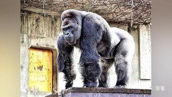 吃瓜女大猩猩视频播放,网友热议动物界的“网红”现象