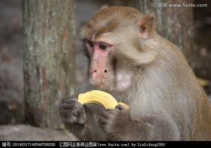 小崔猴子吃瓜视频大全集,笑料横生，趣味盎然